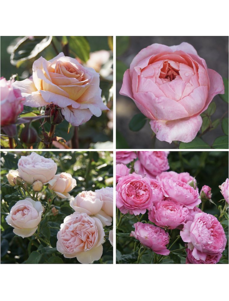 Panier Romantique - ©Roses Guillot®