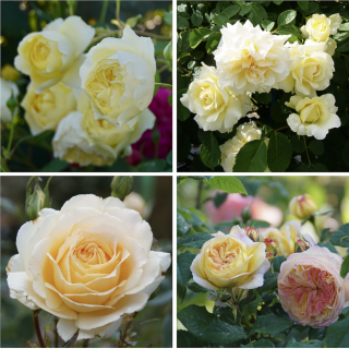 Panier Buissons d'Or - ©Roses Guillot®