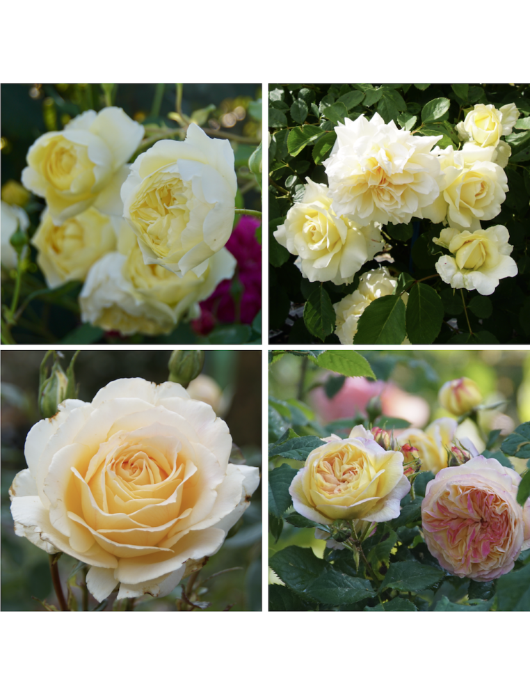 Panier Buissons d'Or - ©Roses Guillot®