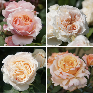 Panier pêche-abricot - ©Roses Guillot®