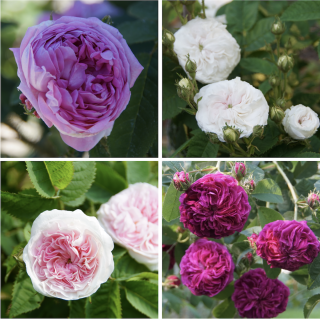 Panier Haie Gallique - ©Roses Guillot®