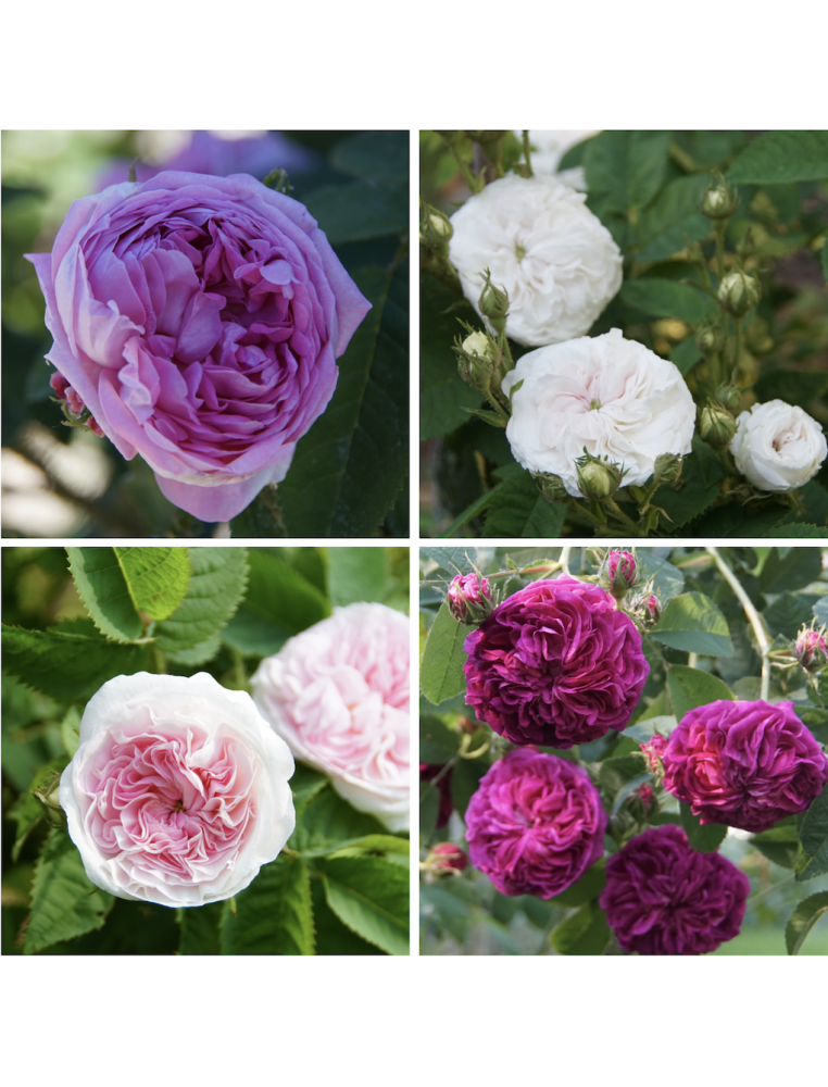 Panier Haie Gallique - ©Roses Guillot®