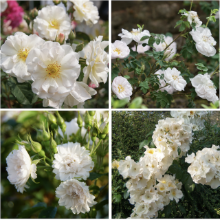 Haie Fleurie Blanche - ©Roses Guillot®