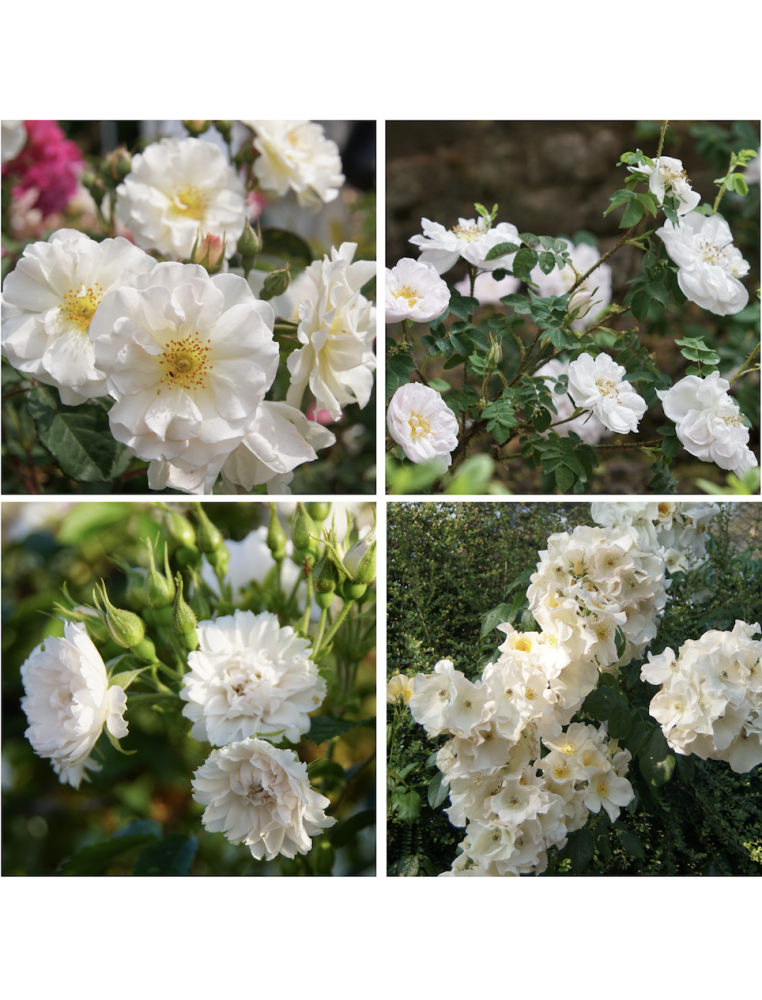 Haie Fleurie Blanche - ©Roses Guillot®
