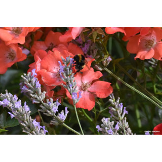 DECOROSIER Isalia® - ©Verdia - Roses Guillot®