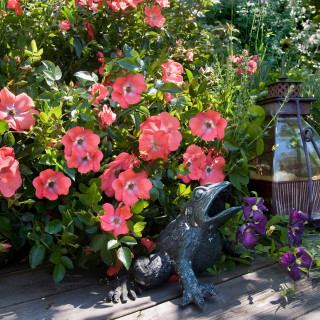 DECOROSIER Isalia® - ©Verdia - Roses Guillot®
