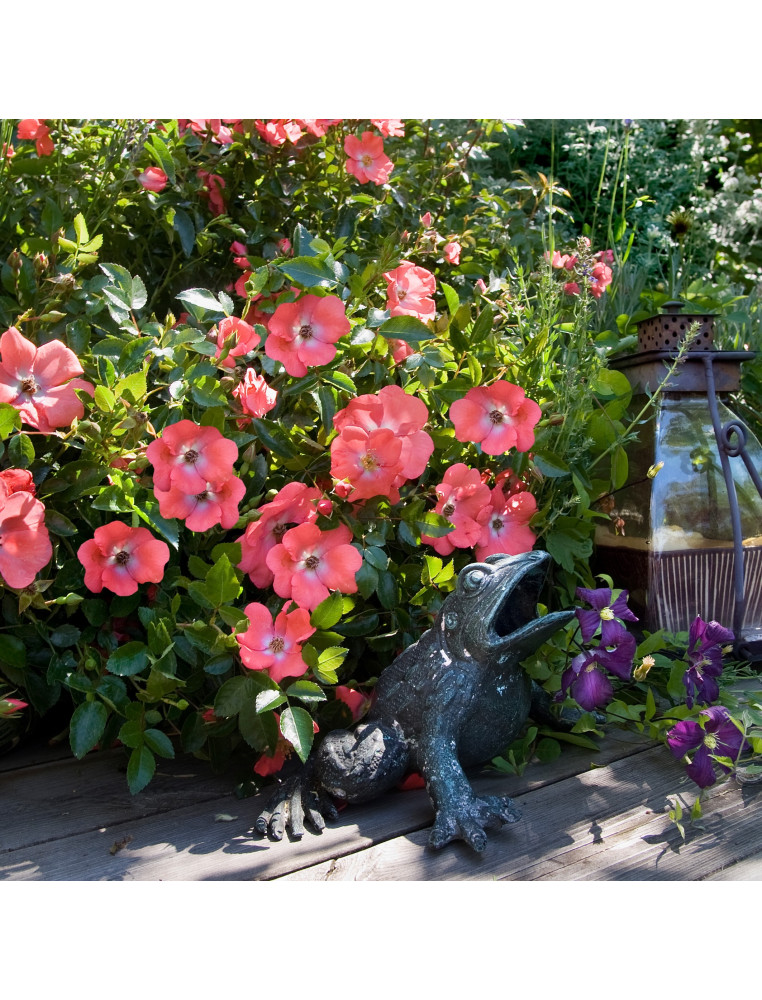 DECOROSIER Isalia® - ©Verdia - Roses Guillot®