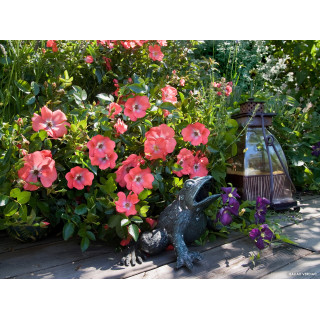 DECOROSIER Isalia® - ©Verdia - Roses Guillot®