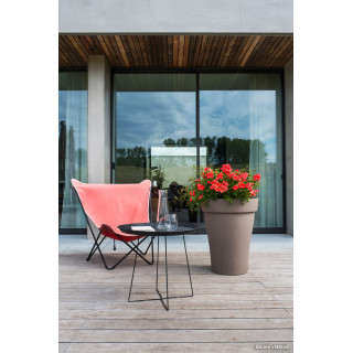 DECOROSIER Isalia® - ©Verdia - Roses Guillot®