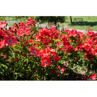 DECOROSIER Isalia® - ©Verdia - Roses Guillot®
