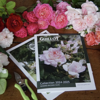 Catalogue 2024-2025 - ©Roses Guillot®