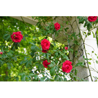 Rosier grimpant  ancien - Etoile de Hollande - ©Roses Guillot®