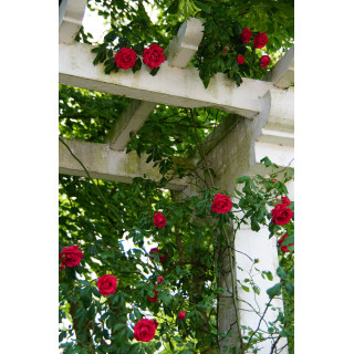 Rosier grimpant  ancien - Etoile de Hollande - ©Roses Guillot®
