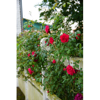 Rosier grimpant  ancien - Etoile de Hollande - ©Roses Guillot®