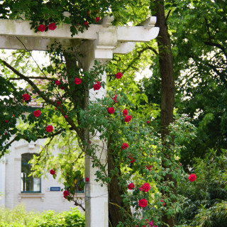 Rosier grimpant  ancien - Etoile de Hollande - ©Roses Guillot®