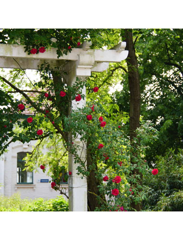 Rosier grimpant  ancien - Etoile de Hollande - ©Roses Guillot®