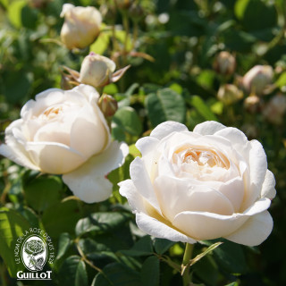 Rose Valland® gpt - ©Roses Valland®