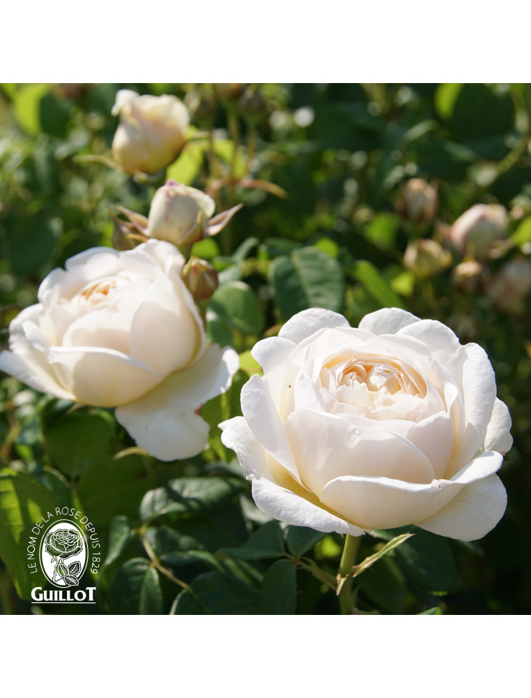 Rose Valland® gpt - ©Roses Valland®