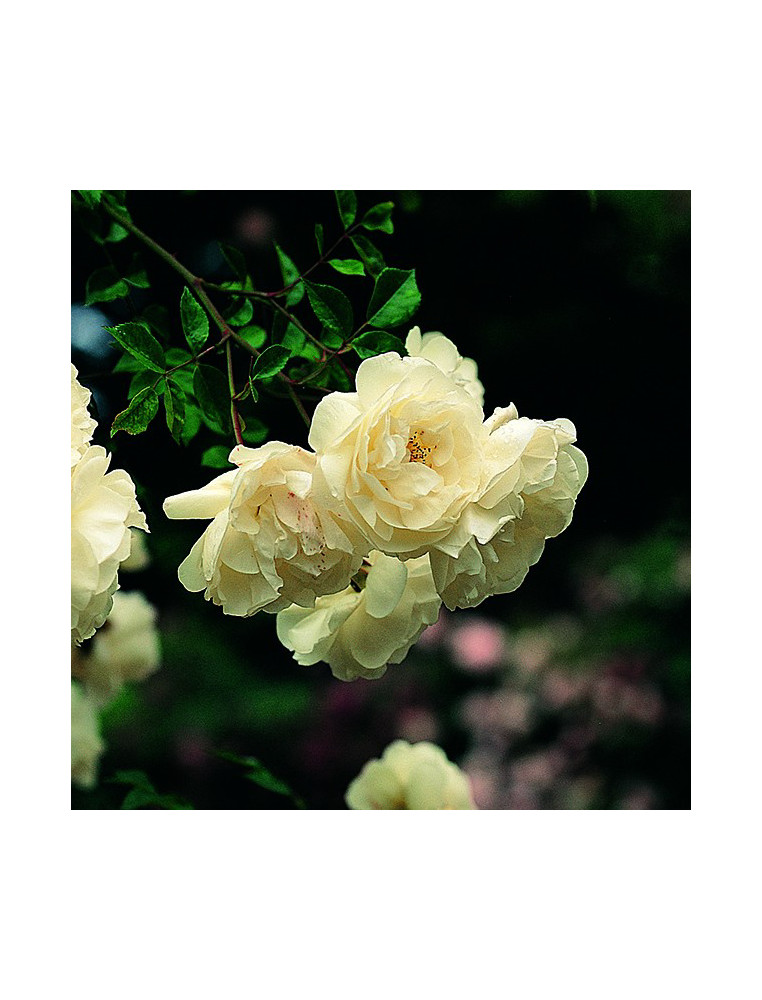 Rosier liane ancien - François Guillot 