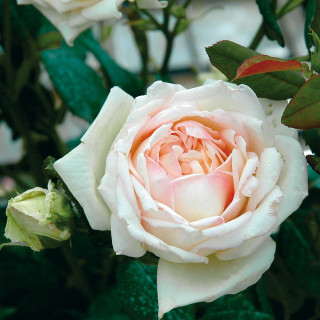 Rosier ancien Guillot® - Comtesse de Cassagne - ©Roses Guillot® 